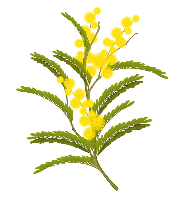 wattle